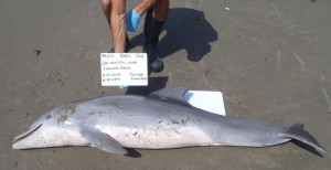 delfino morto a Port Fourchon, Louisiana, 2012