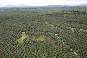 Una piantagione di palma da olio in Wet Papua, Indonesia